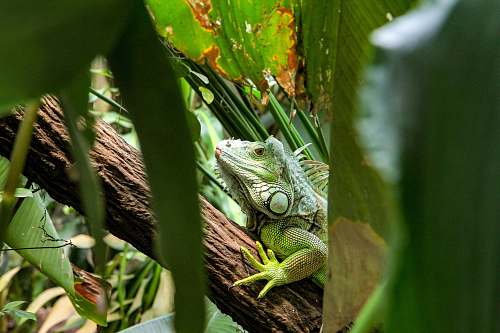 reptile chameleon on tree branch lizard