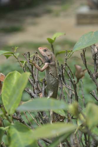 lizard chameleon on tree reptile