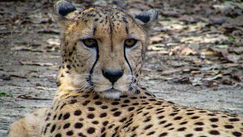 mammal cheetah lying down cheetah