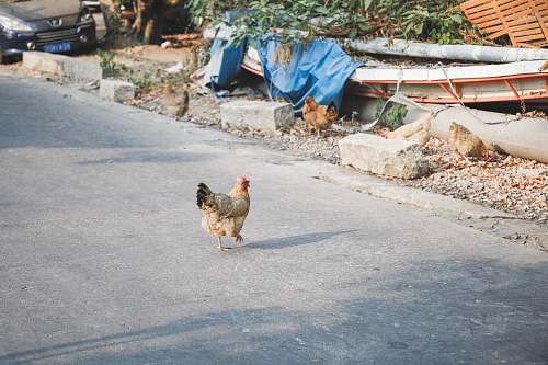 bird chicken on road near chicken chicken
