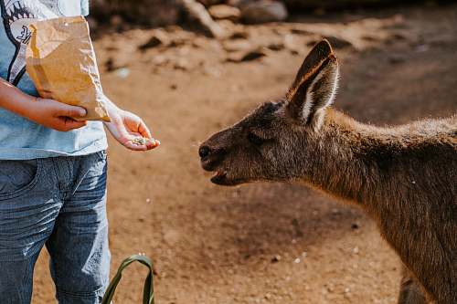 mammal child feeding animal kangaroo