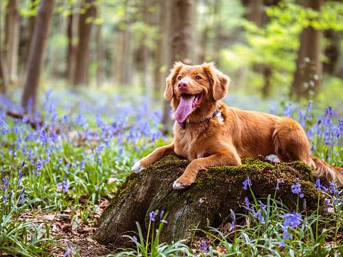 pet chocolate brown Labrador retriever lying on moss covered rock in woods dog