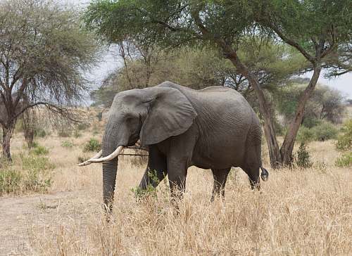 elephant close-up of elephant mammal