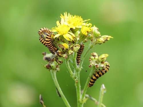 bee close-up photo of black and yellow caterpillars on yellow petaled flower insect