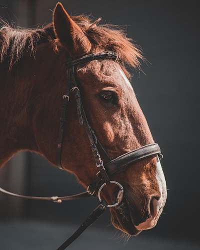 mammal close-up photo of brown horse head horse