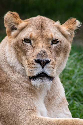 lion close-up photo of brown lioness mammal