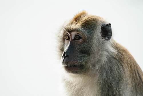 mammal close-up photo of brown monkey monkey