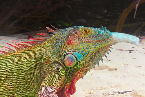 lizard close-up photo of chameleon reptile