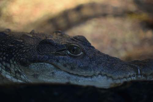 lizard close-up photo of crocodile reptile