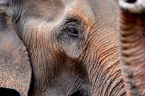 mammal close up photo of elephant's head elephant