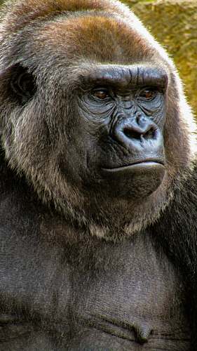ape close-up photo of gorilla wildlife