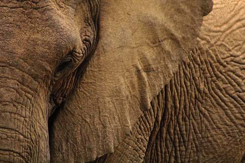 elephant close-up photo of gray elephant mammal