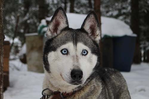 dog close-up photo of Syberian husky husky