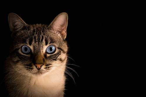 cat close up photo of tabby cat pet
