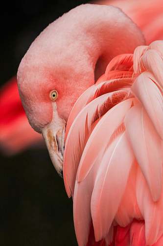 bird close up photography of a pink bird flamingo
