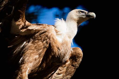 vulture close-up photography of brown and white bird bird