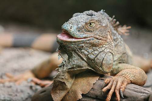 reptile close-up photography of brown bearded dragon lizard