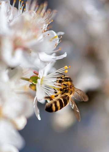 bee close-up photography of bumblebee invertebrate