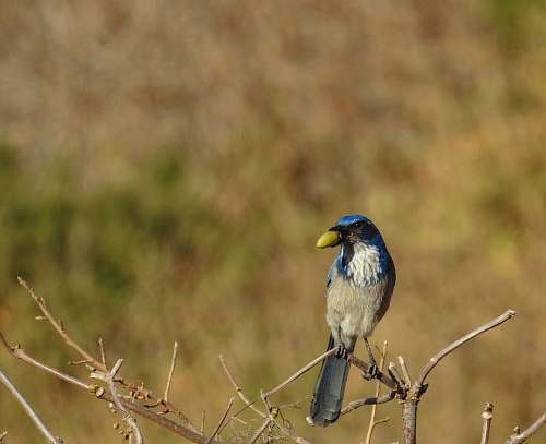 bird close up photography of grey and blue bird on bare tree jay