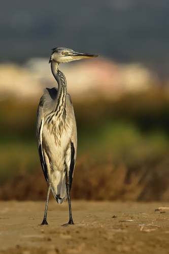 bird close-up photography of heron stork