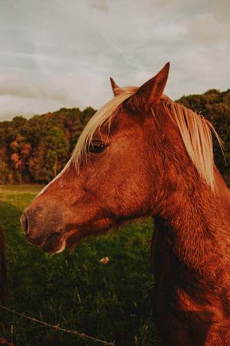 mammal close up photography of horse horse