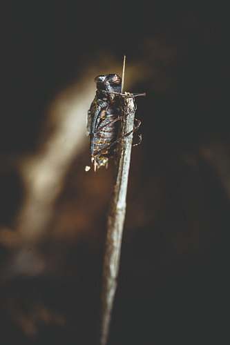 insect close up photography of insect invertebrate