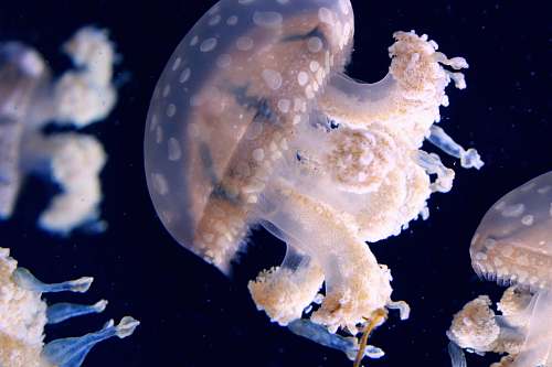 jellyfish close-up photography of jellyfish invertebrate