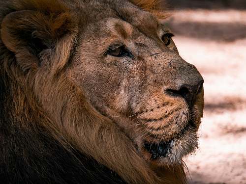 mammal close-up photography of lion during daytime lion