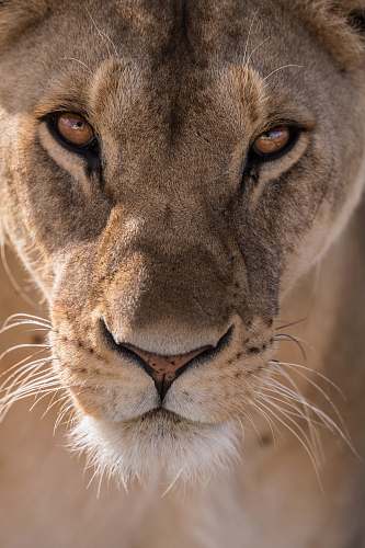 wildlife close-up photography of lioness head puma