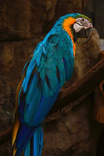bird close-up photography of multicolored parrot parrot