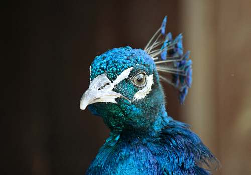 bird close up photography of peacock peacock