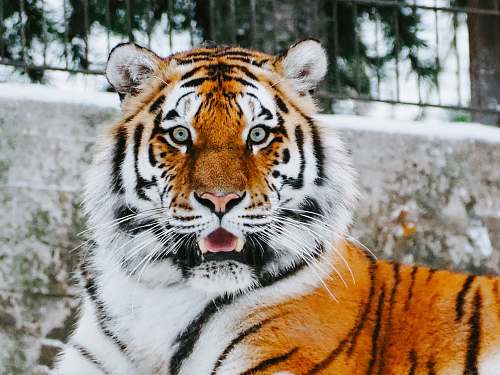 mammal close-up photography of tiger tiger