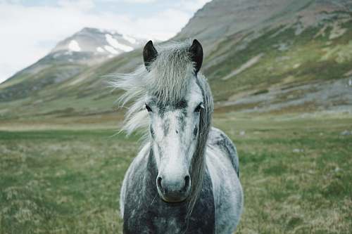 horse close-up photography of white and gray horse standing on green grass field grey