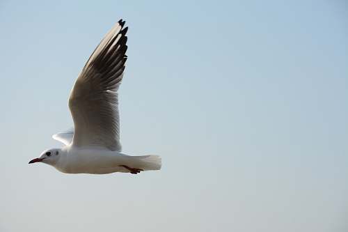 bird close-up photography of white bird flying