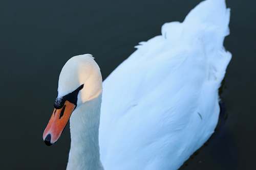 bird close-up photography of white duck swan