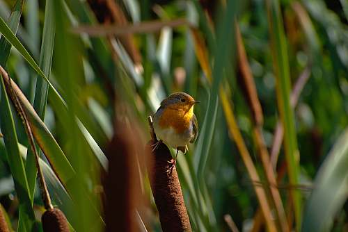 bird close view of European robin london