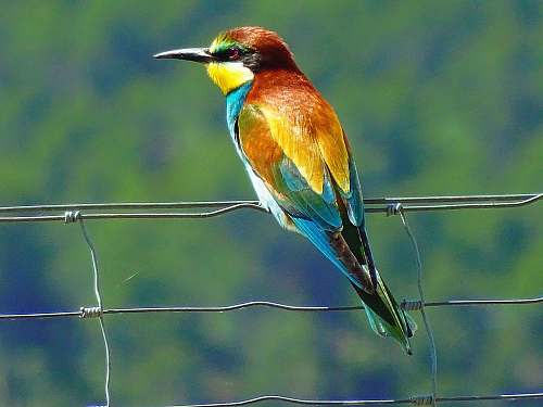 bird closeup photo of bird bee eater