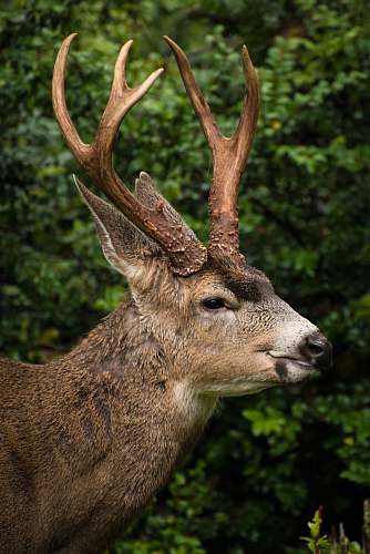 deer closeup photo of brown deer in forest wildlife