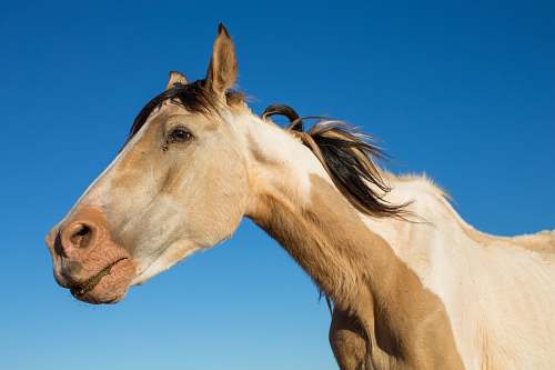 mammal closeup photo of brown horse during daytime horse