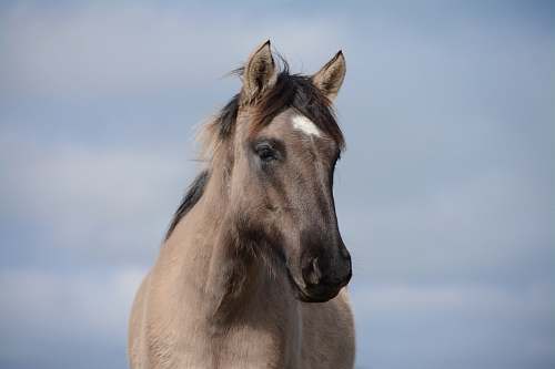 mammal closeup photo of brown horse horse