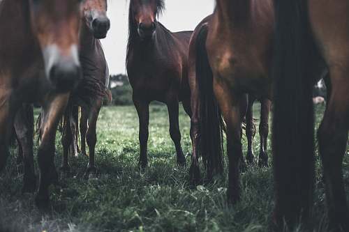horse closeup photo of brown horses on green grass field mammal