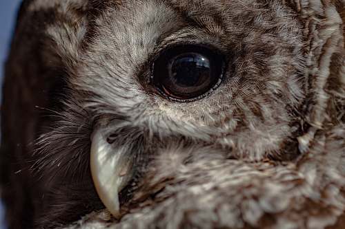 bird closeup photo of brown owl beak