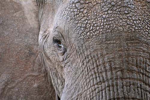 grey closeup photo of elephant face elephant