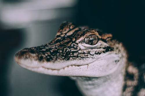 reptile closeup photo of gray and black crocodile crocodile