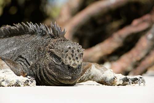 reptile closeup photo of gray iguana lizard