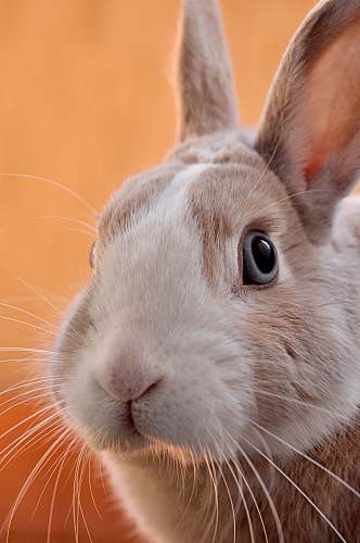 rabbit closeup photo of gray rabbit bunny
