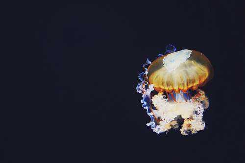 jellyfish closeup photo of jellyfish sea life
