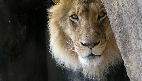 wildlife closeup photo of lion lion
