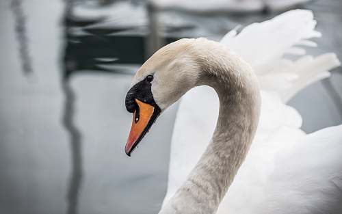 bird closeup photo of mute swan swan