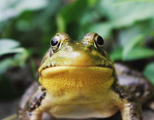 amphibian closeup photography of a frog frog
